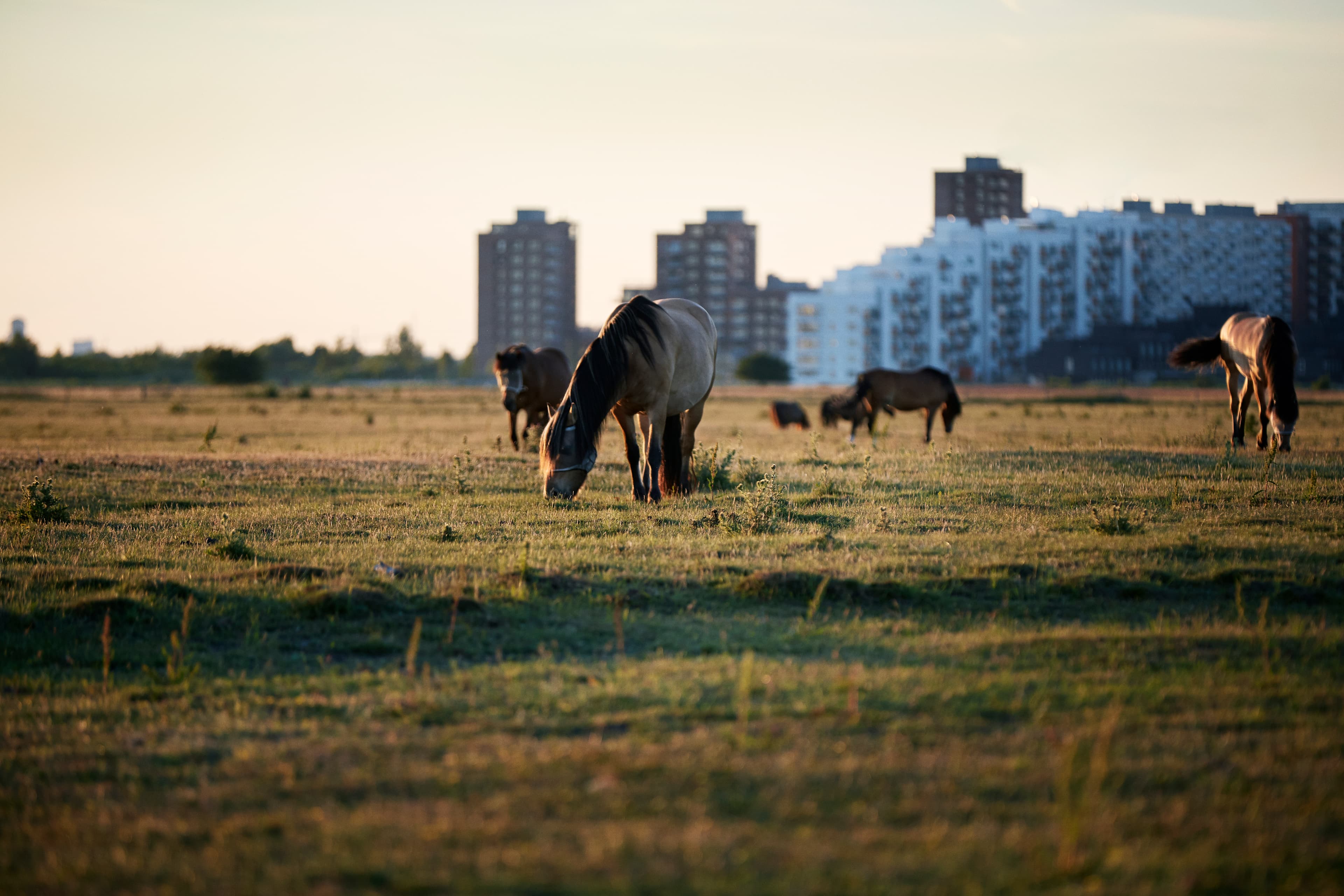 Horses grassing at Kalvebod Fælled