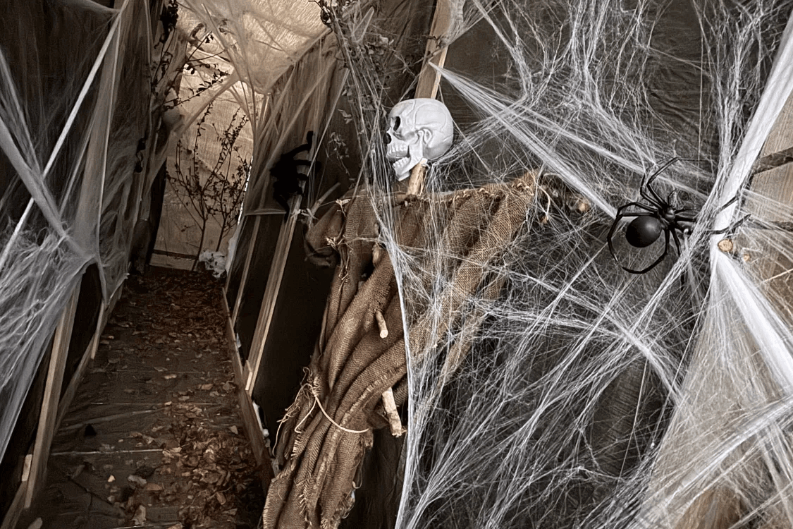 Halloween decorations featuring a skeleton, a spider and cobwebs.