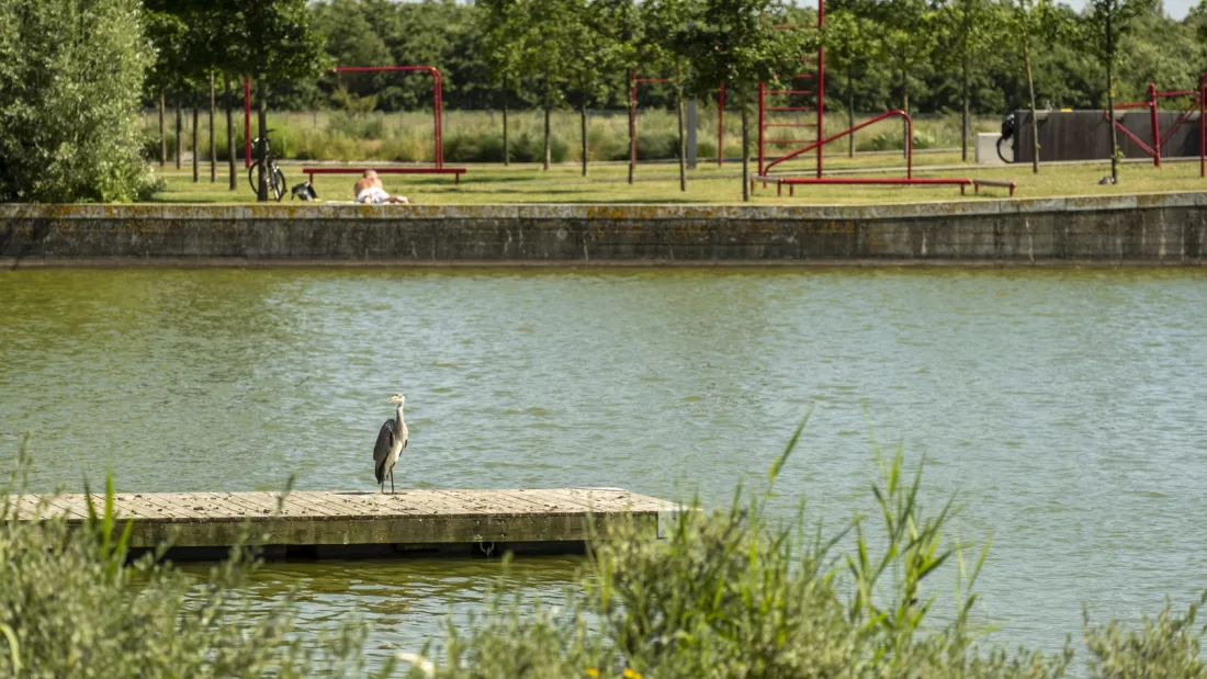 Sø og badebro i Ørestad Syd