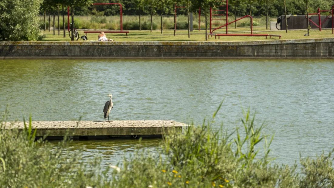 Badebro med trane i Ørestad Syd