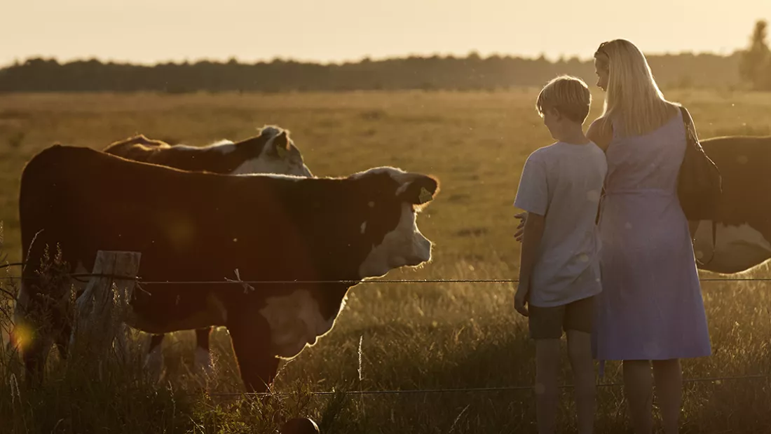 Family and cows on Kalvebod Fælled in Ørestad