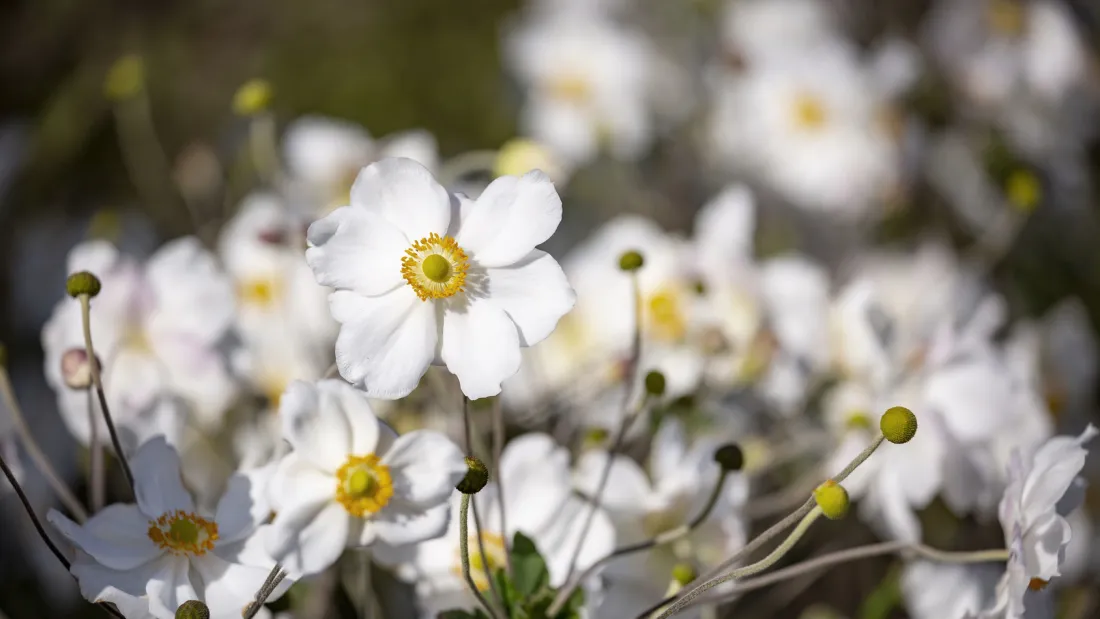 hedelandet blomster