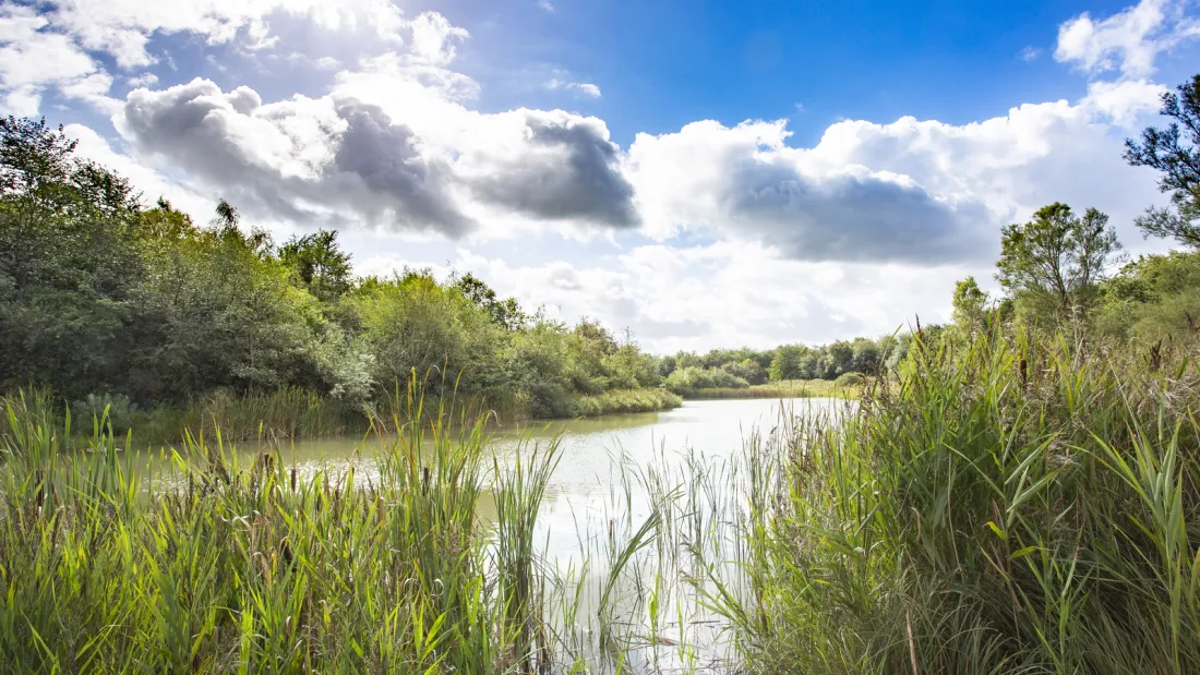 Sejlbjerg marsh