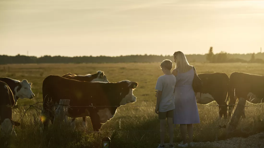 Oplev det fantastiske dyreliv på Kalvebod Fælled