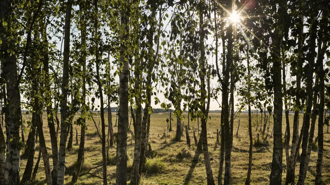 Beautiful moments at Fælleden