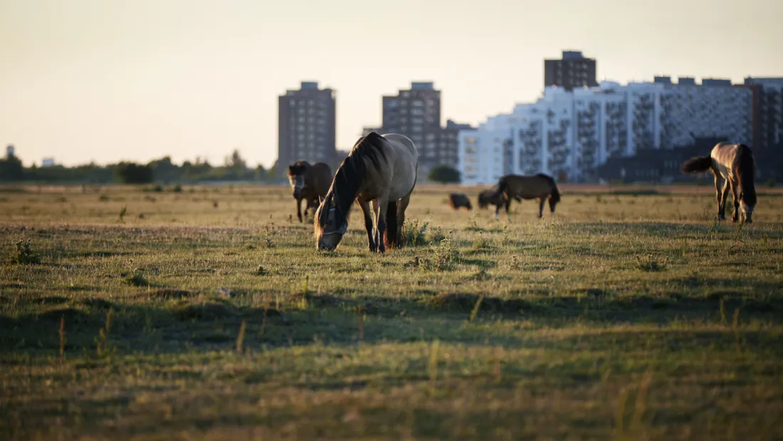 Cows, horses, and deer roam freely at Fælleden