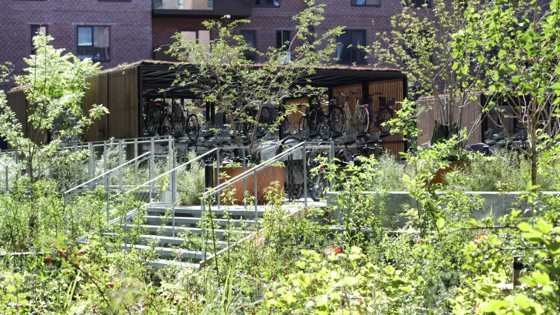 Grønne planter er en del af den bæredygtige regnvandshåndtering i Lavetten