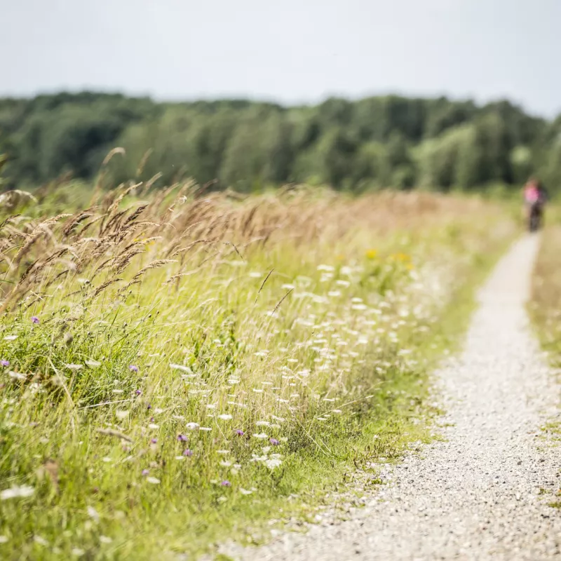 Cykelsti blandt grønne enge på Kalvebod Fælled