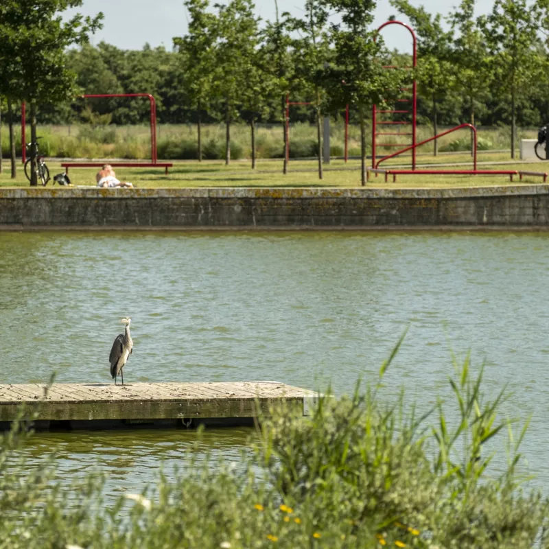 Sø og badebro i Ørestad Syd