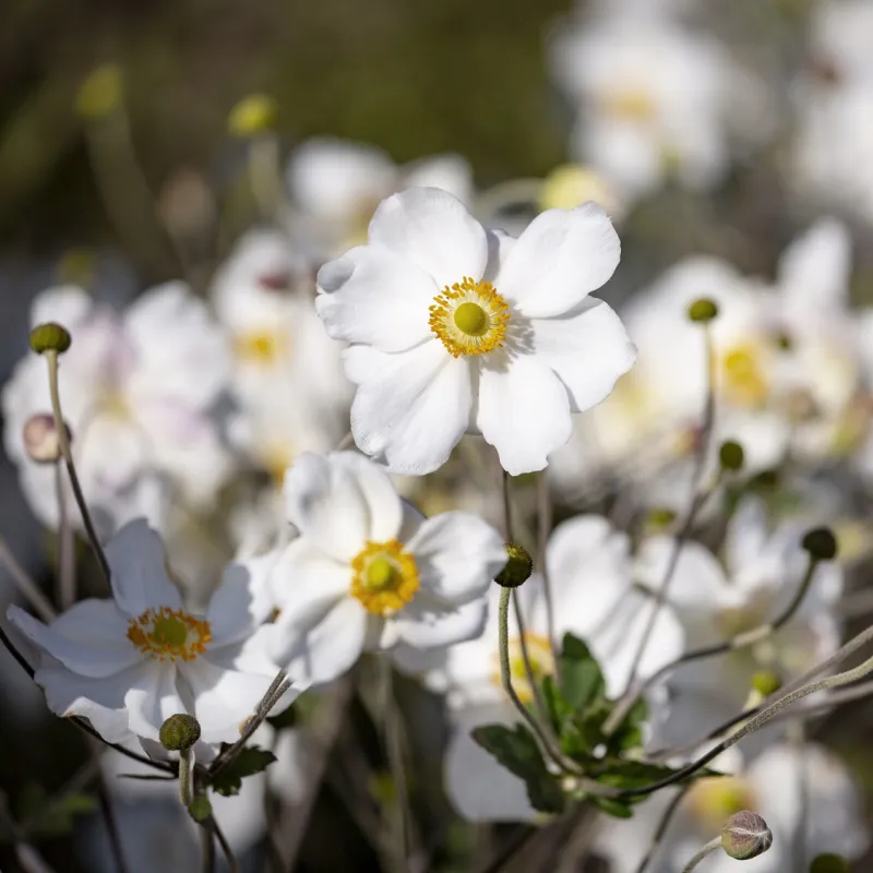 hedelandet blomster