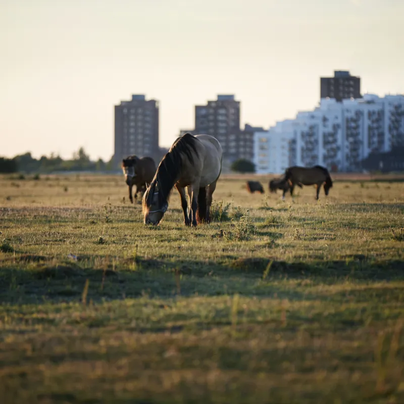 Cows, horses, and deer roam freely at Fælleden