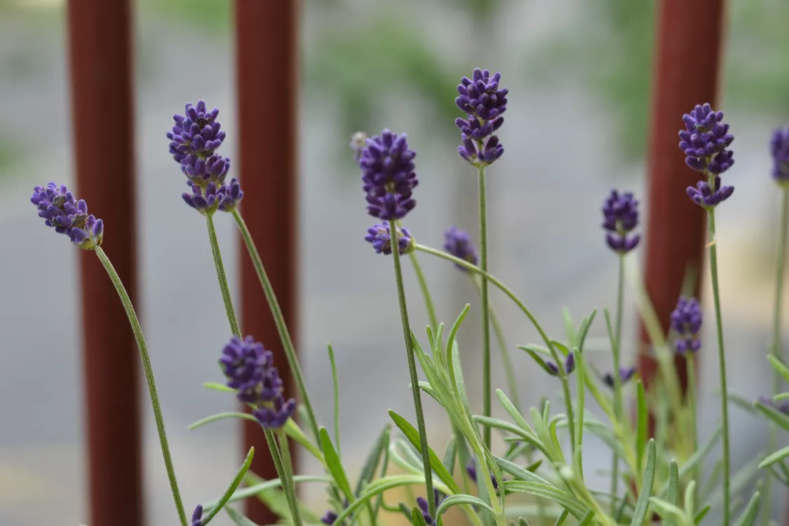 Lavendel