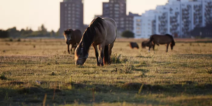 Heste der græsser på Kalvebod Fælled
