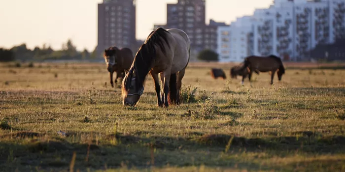 Horses grazing on Kalvebod Fælled